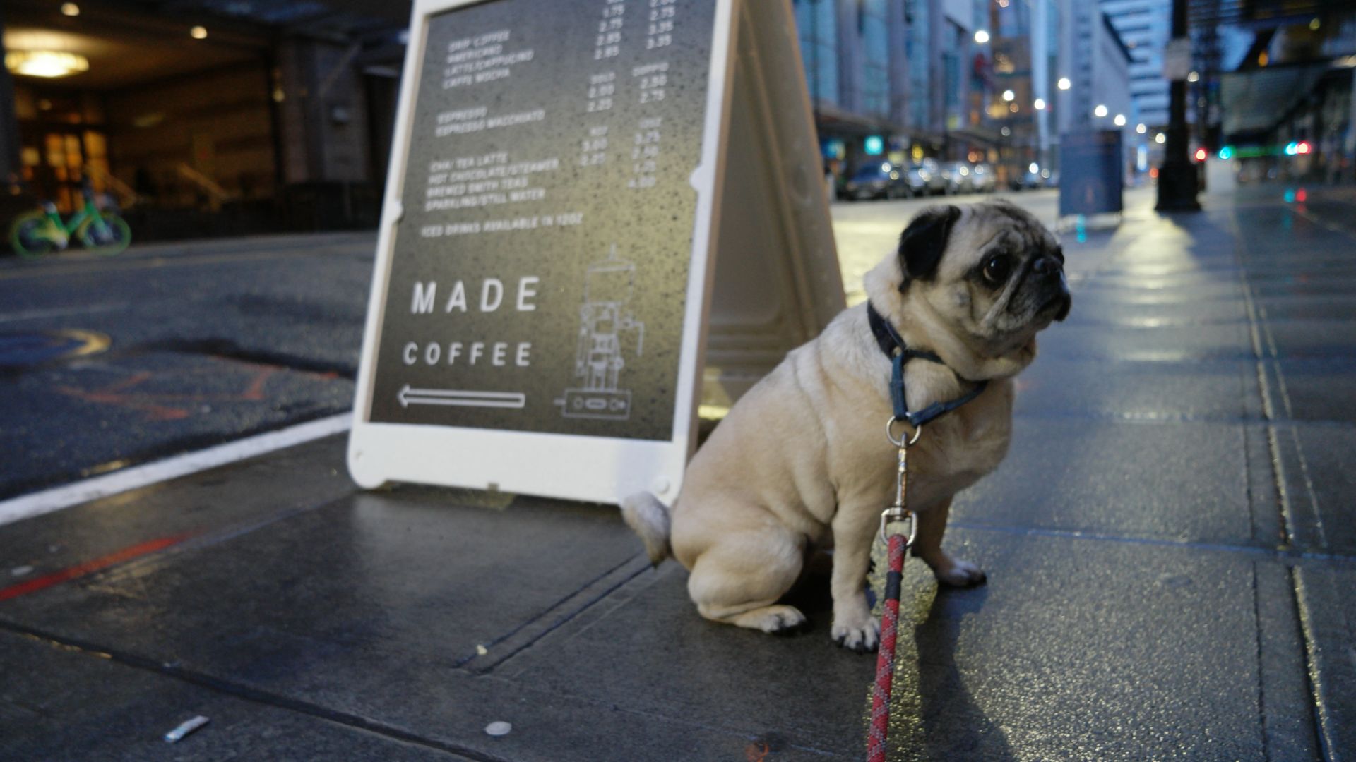 A Dog Sitting On A Sidewalk