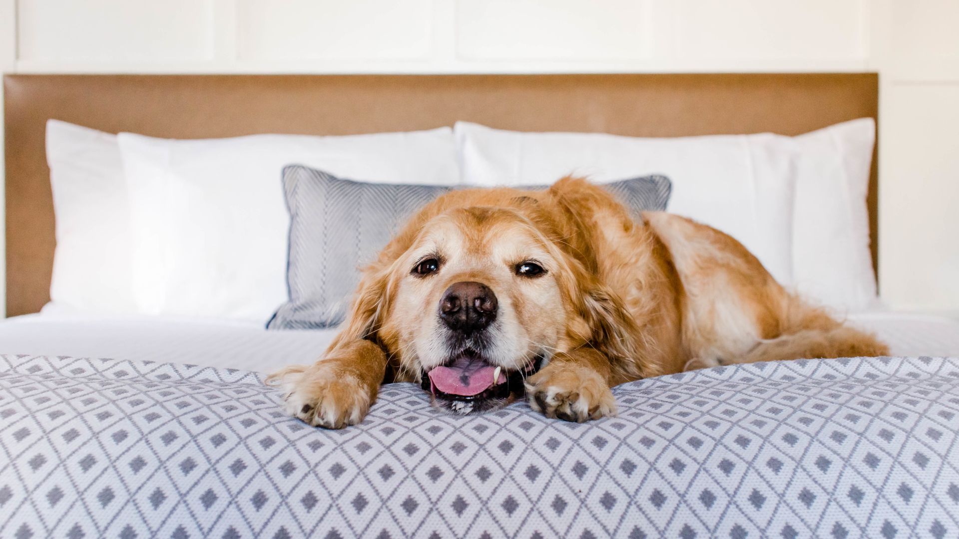 A Large Brown Dog Lying On A Bed