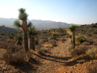 A view of cacti on Lost Horse Mine in Joshua Tree National Park