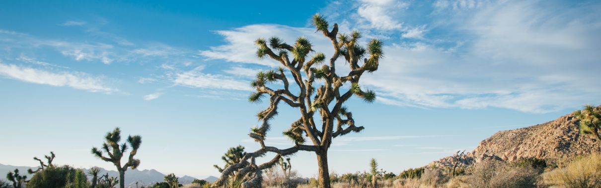 A Tree With Joshua Tree National Park In The Background