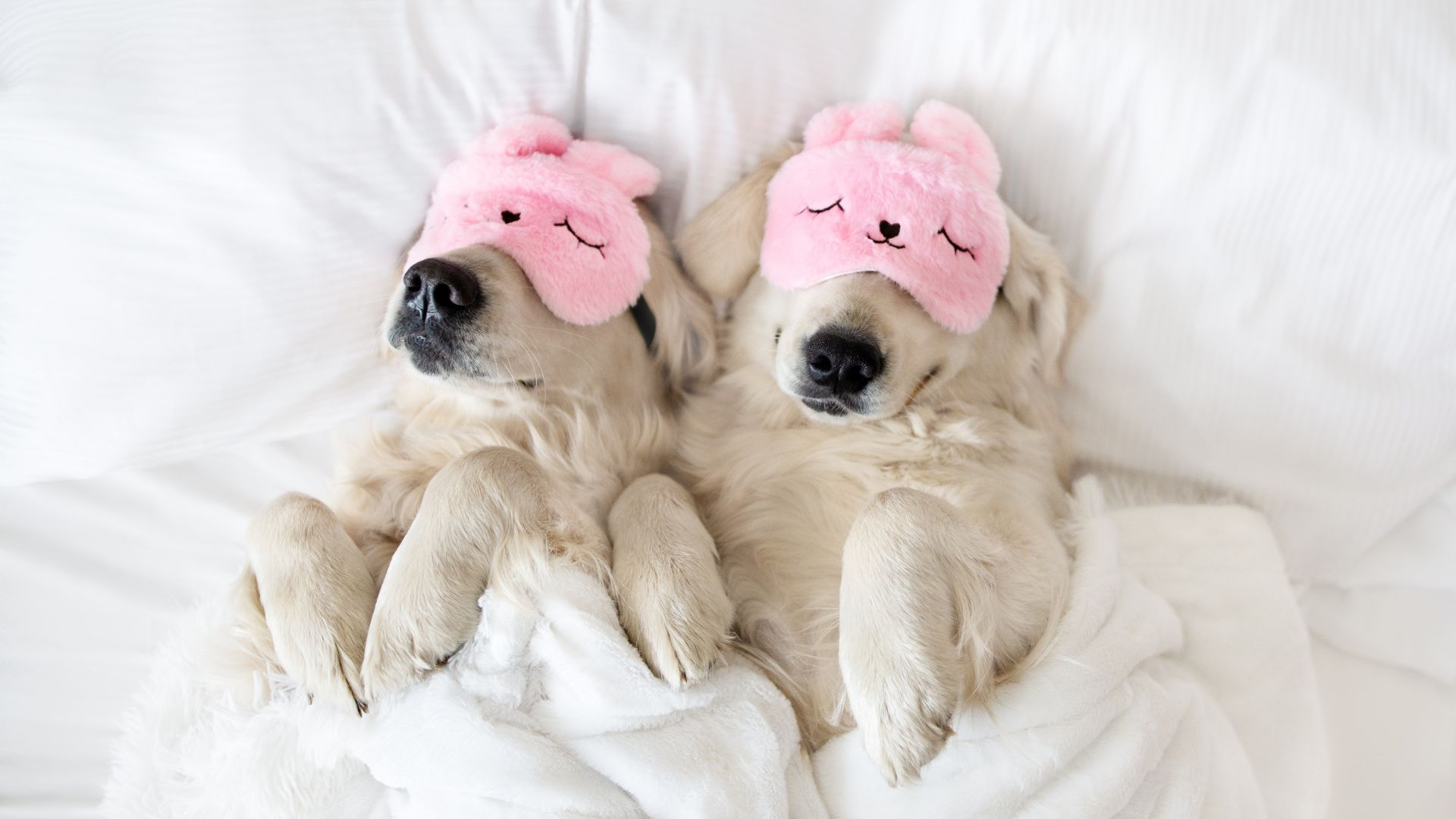 A Couple Of Dogs Lying On A Bed With Pink Hair